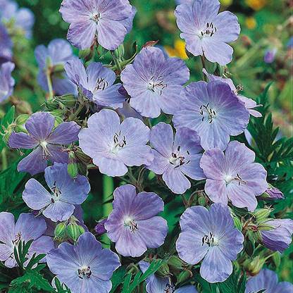 M-Tech Gardens Rare Hybrid Geranium " Meadow Cranesbill " Exotic 20 Seed