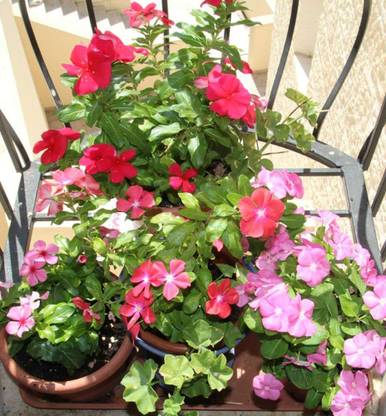CYBEXIS HUA-82 - Flower | Vinca/Sadabahar Mixed Color Flower | F1 Hybrid - (540 Seeds) Seed