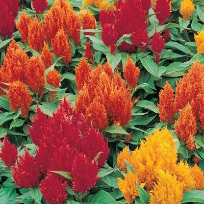 Mozette Exotic celosia Seed