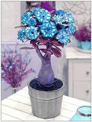 Qualtivate ATS-275 Light Blue Adenium obesum Desert Rose Seeds Seed
