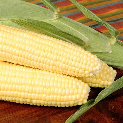 CYBEXIS TLX-58 - Bodacious R/M Hybrid Corn - (750 Seeds) Seed