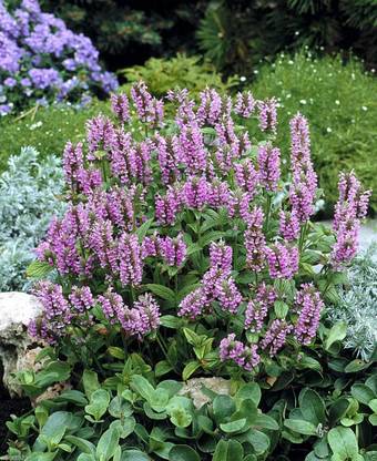 VibeX ® VXI-145 Catmint 'Pink Cat'- Nepeta nervosa Seed