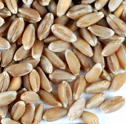 Wheat 1kg, Best quality Wheat seeds, Pure Organic Seed
