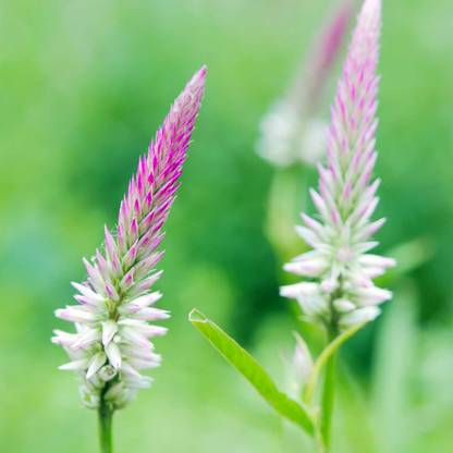 Biosnyg Flamingo Series Wheat Celosia Seeds[100 Seeds] Seed
