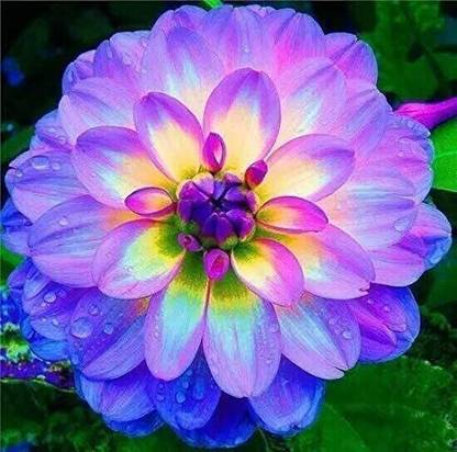 VibeX LXI-22 - Rare Mix Dahlia Flower - Easy to Grow - (60 Seeds) Seed