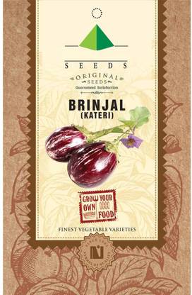 CYBEXIS Brinjal Kateri Seeds-300 Seeds Seed