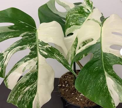 Srushtitraders 20 Rare White tiger Variegated Monstera Albo Seeds Seed