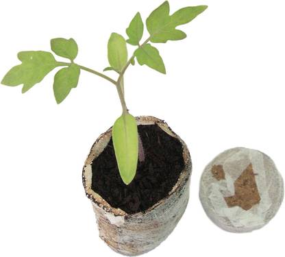 ActrovaX Celery F1 Hybrid Giant Pascal [8000 Seeds] Seed
