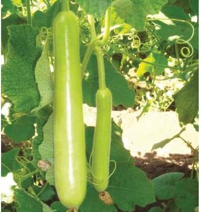 Aywal Bottle Gourd (LAMBI Loki) Hybrid F1 Vegetables Seed
