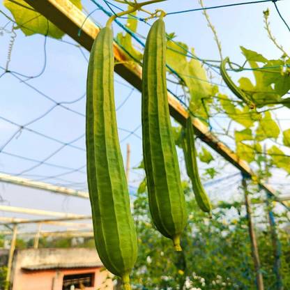 Arshiayat Ridge Gourd Seeds-Variety Jaipur Seed