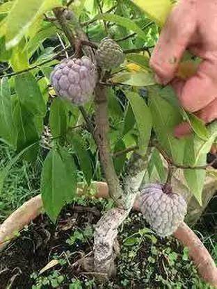 MAA Custard Apple, sitafal, sitaphal Seed