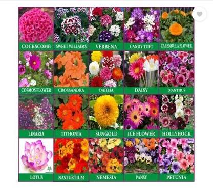 Vikas 10 variety flower combo pack 100 seeds par packet, Flower combo for gardening Seed
