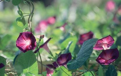 CEYA Ipomoea purpurea ‘Grandpa Ott’ Seed