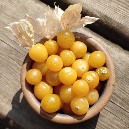 QALANDAR Groundcherry - Super Sweet & Abundant Seed