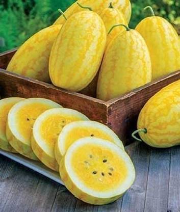 ActrovaX Watermelon, Gold in Gold Hybrid, Heirlooms Prolific [200 Seeds] Seed