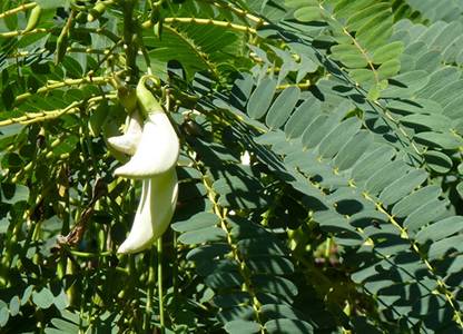CHILLATAI Agasthi / Bokful / Agathi Keerai Seed