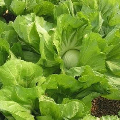 VibeX ® LXI-388 Heading Mustard - BAU Sin Seed