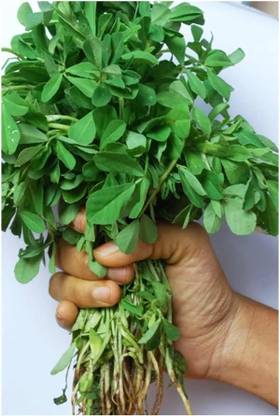 CEZIUS Green Leafy Fenugreek Leafy – हरी मेथी-7O Seed