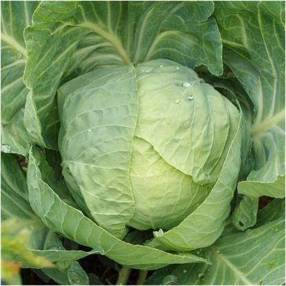 WILLVINE Non-GMO Hybrid Cabbage"Early Flat Dutch" (Brassica oleracea-200 Seeds Seed