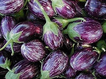 VibeX ® VLR-212 Brinjal Hybrid Vegetable Seeds Seed