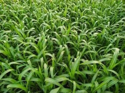 ibains Grass seeds for goat Seed