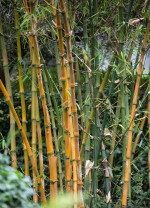 BDSresolve Golden bamboo seeds OF 39 Seed