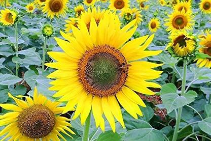CRGO SUNFLOWER , SURAJMUKHI Seed