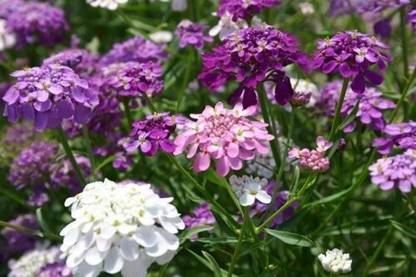 CEZIUS Candytuft Flower Seeds Candytuft Fairy Mix Seed
