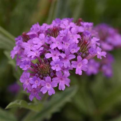 CYBEXIS Verbena rigida, Santos Purple-50 Seeds Seed