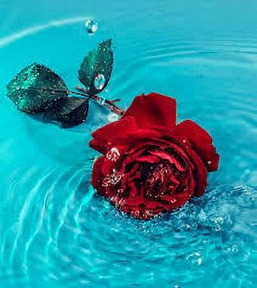 greenfarm Fragrant Rose Flower Seeds Gulab Seeds Pure Organic ( 135 seeds) s46 Seed