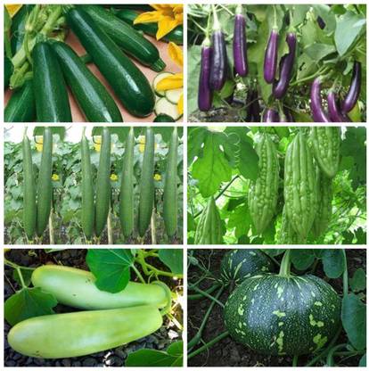 CYBEXIS Summer Season Vegetables Seeds Combo 6 Varieties Seed