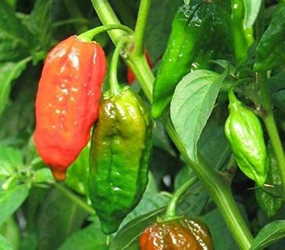 CYBEXIS Rocoto Aji Largo Pepper Vegetable Seeds2400 Seeds Seed