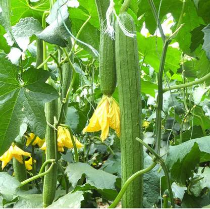 VibeX PAU-79 - Sponge Gourd Vegetable - (300 Seeds) Seed