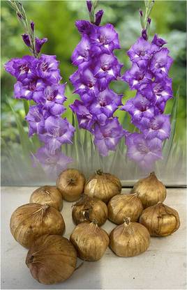 WILLVINE VVI-447 “Blue Isle”Gladiolus Bulbs/Corms Seed