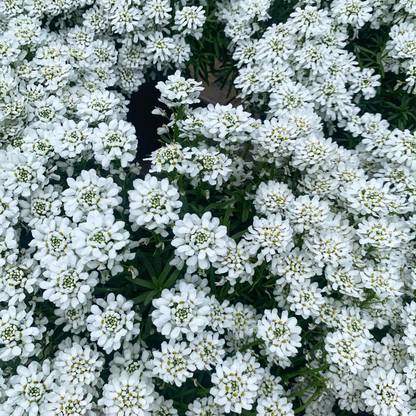 CEZIUS IBERIS – CANDYTUFT Seed