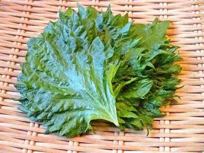 VibeX XLR-40 - Shiso Herb (Perilla) - (250 Seeds) Seed