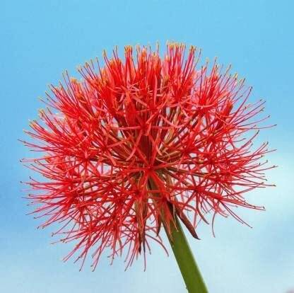 Udanta footballlily, flower bulb, lily flower, lily bulb flower, football lily plant Seed