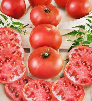 Qualtivate RES-6A Tomato Big Boy Seed