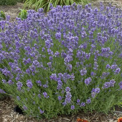 ActrovaX Lavender Munstead Dwarf - Lavandula Angustifolia [800 Seeds] Seed