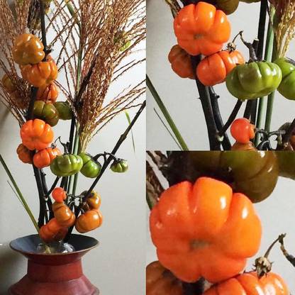 KNESSiN Pumpkin on a Stick Brinjal Seeds-[2gm] Seed