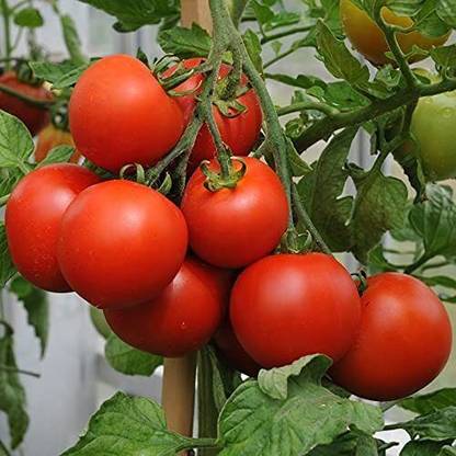 KrishnaSheeds Tomato Seed