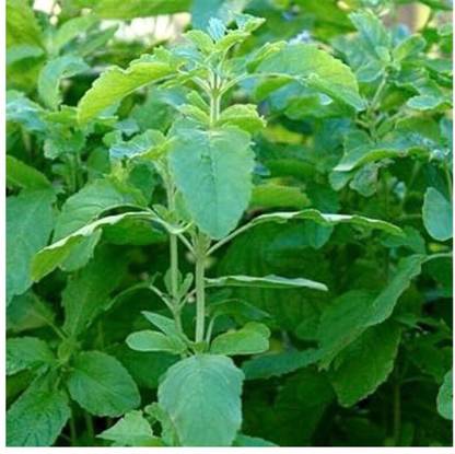 SEEDSART NXC - Green - Gorgeous Tulsi Seeds " Tulsi " Organic 130 x Seeds , E619 Seed
