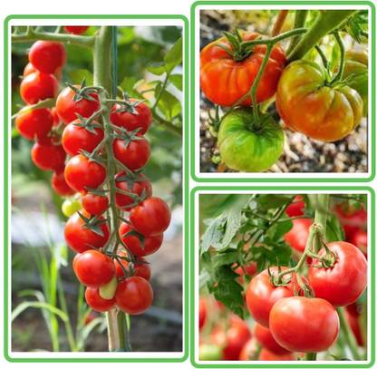 ACMS Organic Tomata JK96 Seed