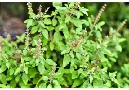 SEEDSART NXC - Green - Gorgeous Tulsi Seeds " Tulsi " Organic 130 x Seeds , E833 Seed