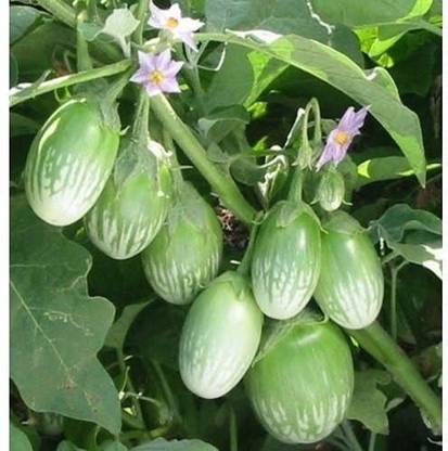 VibeX NDIR-17 - Brinjal Green Round Vegetable F1 Hybrid - (150 Seeds) Seed
