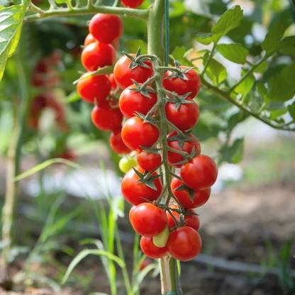 eShoptail Cherry Tomato Cheramy F1 Hybrid Seeds (Cherry Tamatar Seed