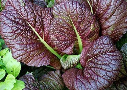 VibeX XLR-6 - Red Giant Mustard Greens - (250 Seeds) Seed