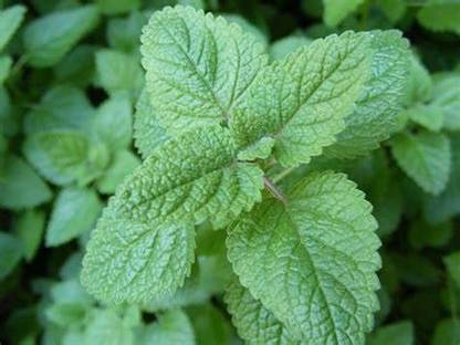 VibeX ® LXI-50 Lemon Balm Melissa Herbs Seed