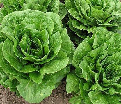VibeX ® RXI-157 Parris Island Cos Romaine Lettuce Seeds Seed
