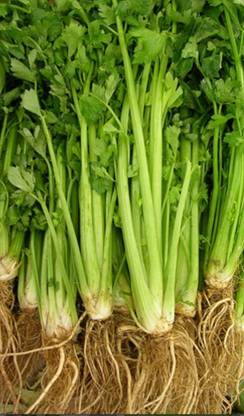 ENTENT Chinese Celery seeds, Vegetable Seed